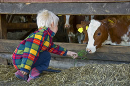 Kühe und Kälber am Ottinggut im Salzburger Land