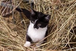 Katzen am Bauernhof